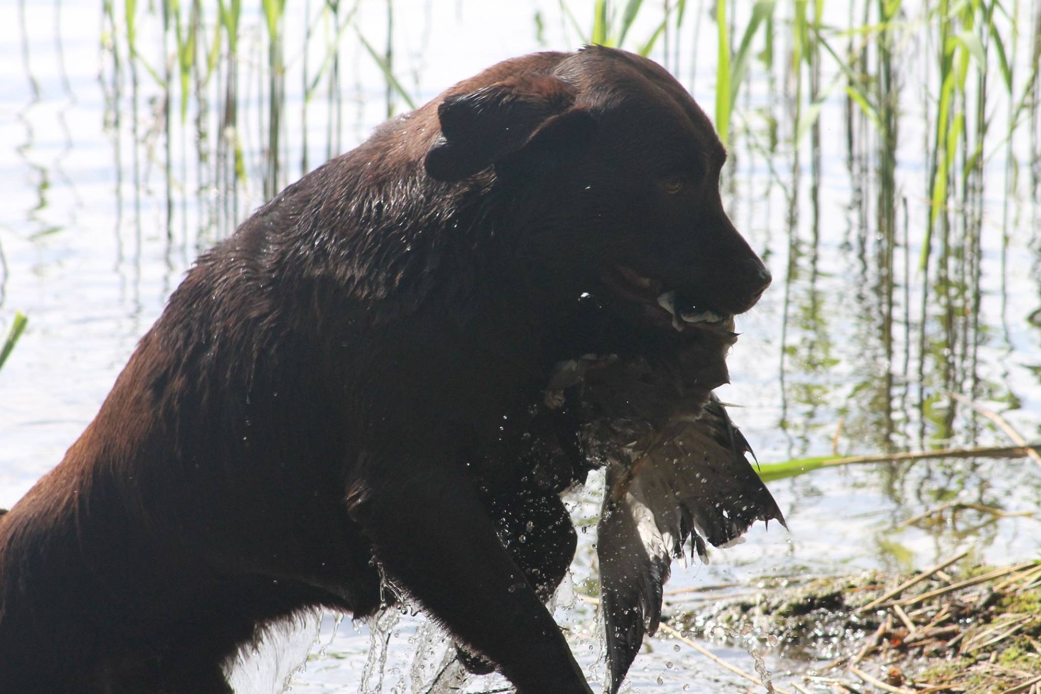 Genuine My Brand Optimus Canis (photo by Reeli Kuhi-Thalfeldt)