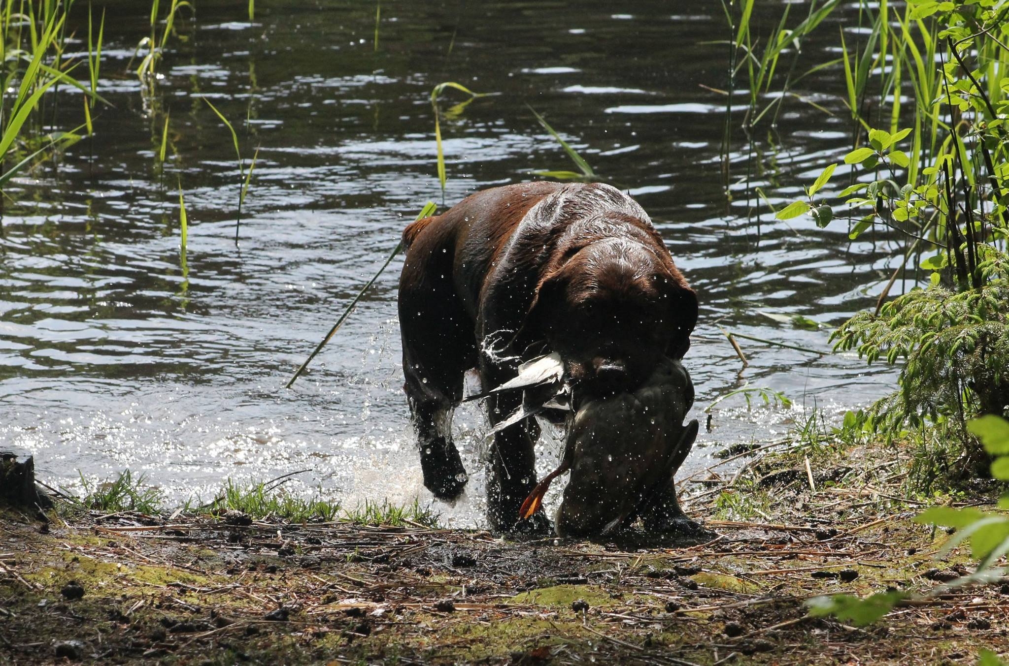 Genuine My Brand Optimus Canis (photo by Reeli Kuhi-Thalfeldt)