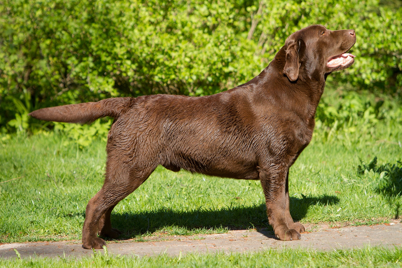 Genuine My Brand Optimus Canis May 2016