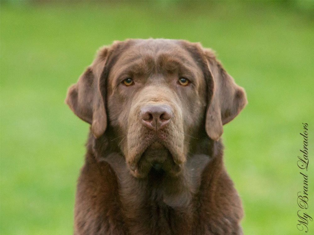 Headshot of Genuine My Brand Optimus Canis, 1,5 years old