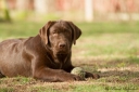 Genuine My Brand Optimus Canis 6 months old