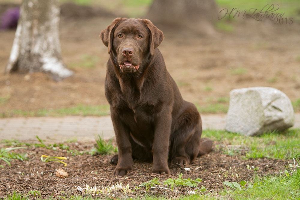 Genuine My Brand Optimus Canis