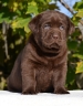 Genuine My Brand Optimus Canis at his breeder in Poland
