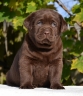Genuine My Brand Optimus Canis at his breeder in Poland