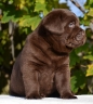 Genuine My Brand Optimus Canis at his breeder in Poland