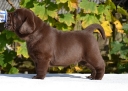 Genuine My Brand Optimus Canis at his breeder in Poland
