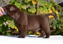 Genuine My Brand Optimus Canis at his breeder in Poland