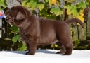 Genuine My Brand Optimus Canis at his breeder in Poland