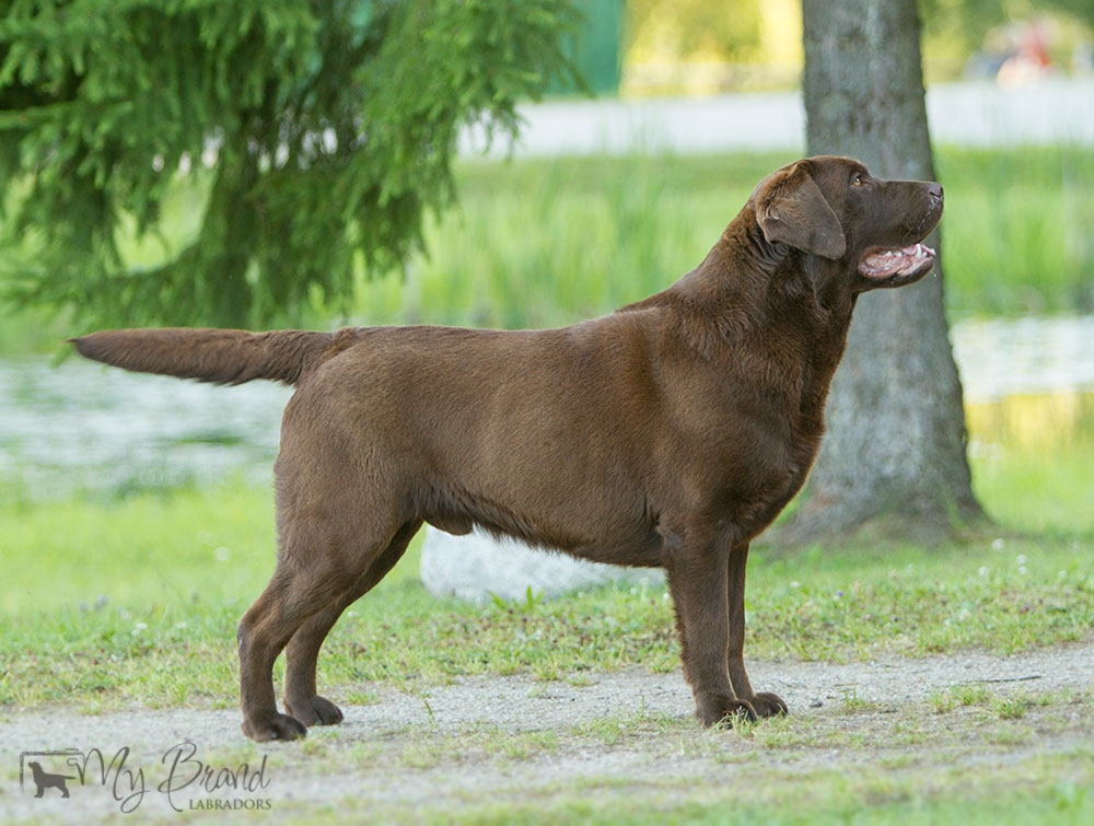Here Lucca is 22 months old, after winning the Intermediate Class at the Retriever Specialty in July 2016.