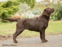 Genuine My Brand Optimus Canis 6 months old