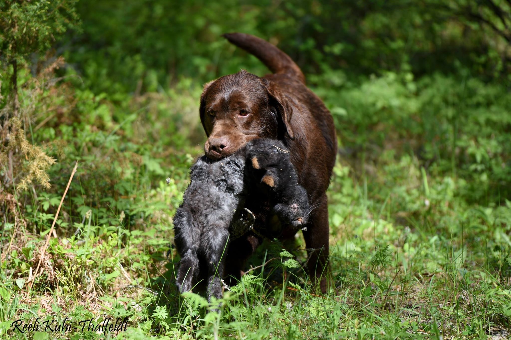 Genuine My Brand Optimus Canis (photo by Reeli Kuhi-Thalfeldt)