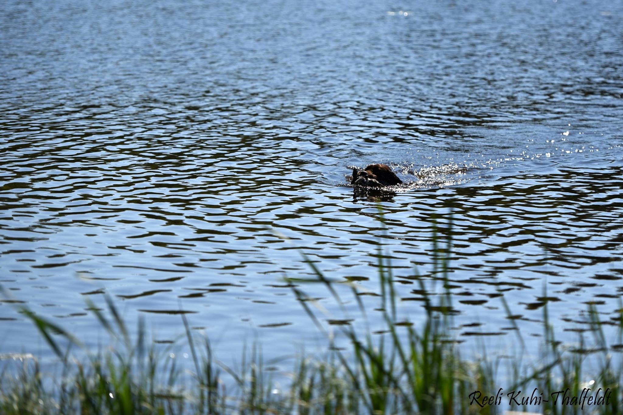Genuine My Brand Optimus Canis (photo by Reeli Kuhi-Thalfeldt)