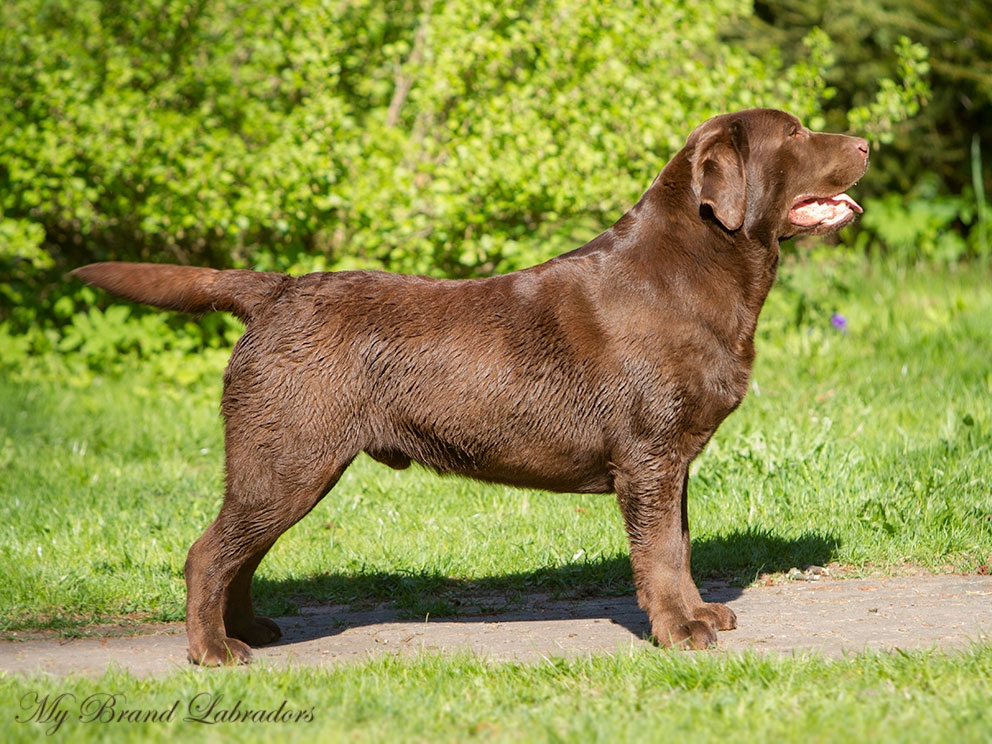 Genuine My Brand Optimus Canis (19 months old)