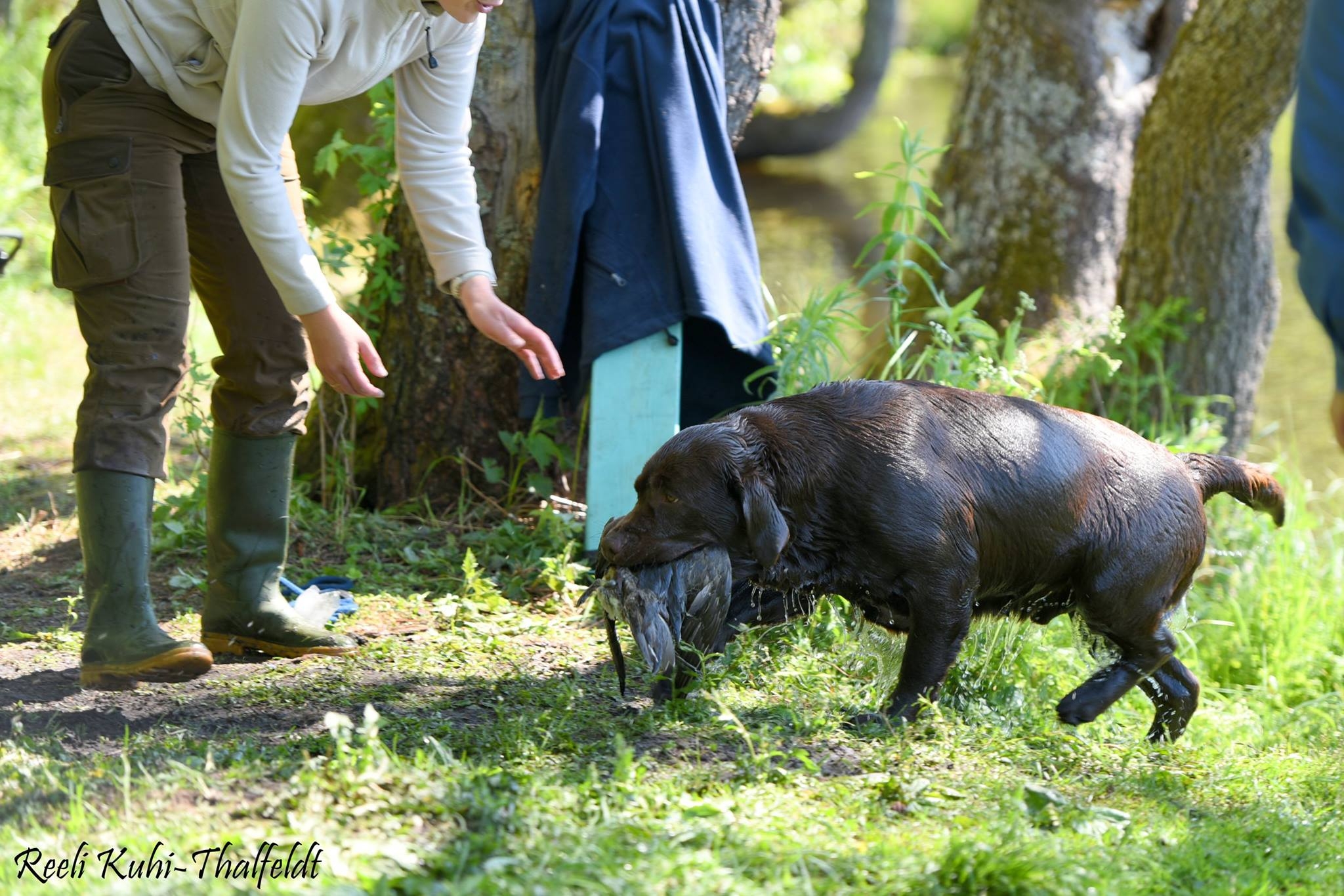 Genuine My Brand Optimus Canis (photo by Reeli Kuhi-Thalfeldt)