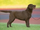 Genuine My Brand Optimus Canis 6 months old