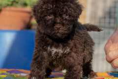 Il Granaio Dei Malatesta Francesco Guccini