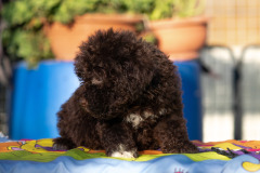 Il Granaio Dei Malatesta Francesco Guccini