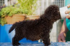 Il Granaio Dei Malatesta Francesco Guccini