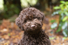 Il Granaio Dei Malatesta Francesco Guccini, 5 months old. Photo My Brand Labradors.