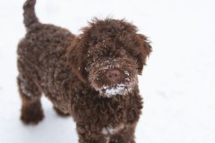 Il Granaio Dei Malatesta Francesco Guccini