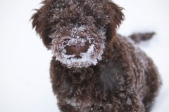 Il Granaio Dei Malatesta Francesco Guccini