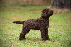 Il Granaio Dei Malatesta Francesco Guccini, 5 months old. Photo My Brand Labradors.