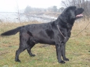 rufus-01-08