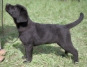 rufus1