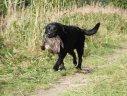 rufus_pardiga