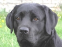 rufus_pea1