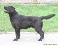 rufus_stand2
