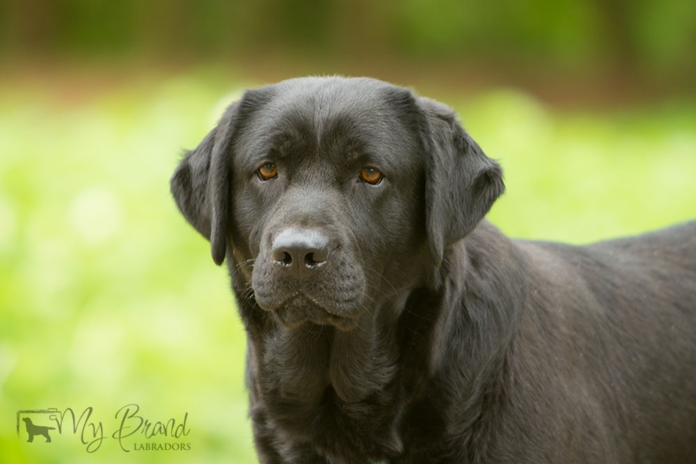 The headshot of Lulaby Baby Malmesbury Optimus Canis at the age of 3 years