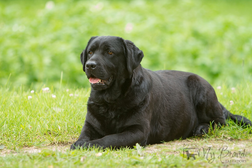 The headshot of Lulaby Baby Malmesbury Optimus Canis at the age of 3 years