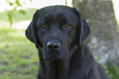 Lulaby Baby Malmesbury Optimus Canis in the Junior Class