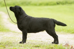Lulaby Baby Malmesbury Optimus Canis at the age of 3 years