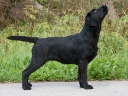 Lulaby Baby Malmesbury Optimus Canis at the age of 5 months