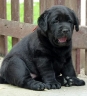 Lulaby Baby Malmesbury Optimus Canis