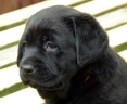 Lulaby Baby Malmesbury Optimus Canis