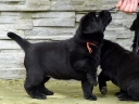 Lulaby Baby Malmesbury Optimus Canis