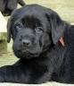 Lulaby Baby Malmesbury Optimus Canis