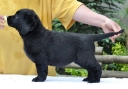 Lulaby Baby Malmesbury Optimus Canis