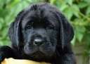 Lulaby Baby Malmesbury Optimus Canis