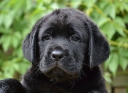 Lulaby Baby Malmesbury Optimus Canis