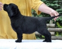 Lulaby Baby Malmesbury Optimus Canis at the age of 7 weeks