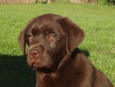 tommy_2months_head