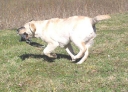 Training for the tests