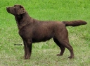 Mallorn's Terracotta 18 months