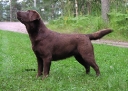 Mallorn's Terracotta 2 years old