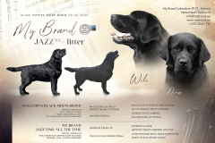 My Brand Jazz\'23 litter born 28.09.2023