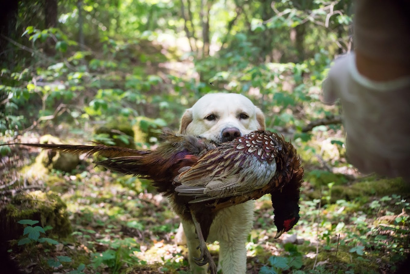 My Brand All That Jazz 'Amy'